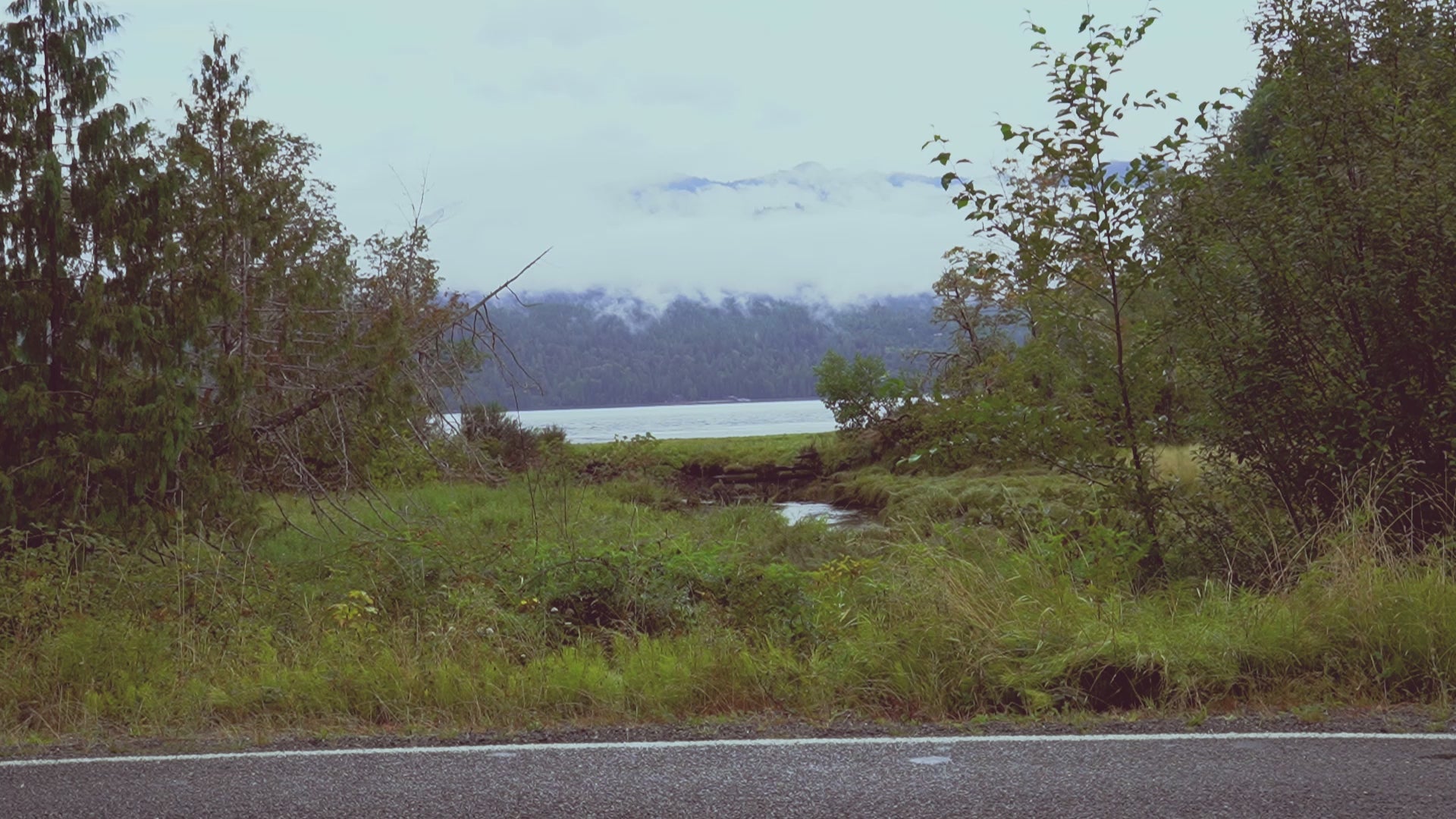A group road cyclists from Metier Cycling and Cafe ride past a creek with a mountain in the background during a Metier group ride on remote PNW roads.